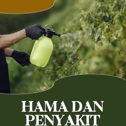 BUDIDAYA TANAMAN HORTIKULTURA