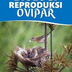 BIOLOGI REPRODUKSI OVIPAR