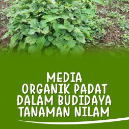 MEDIA ORGANIK PADAT DALAM BUDIDAYA TANAMAN NILAM