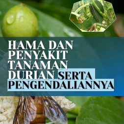 HAMA DAN PENYAKIT TANAMAN DURIAN SERTA PENGENDALIANNYA